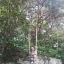 상신리 입석 이미지