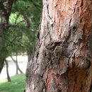 소향공원 이미지