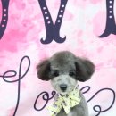 레몬이네 그루밍샵 이미지