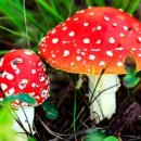 산골버섯 이미지