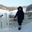 하이얀목장 이미지