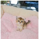 미앤유펫 강아지 고양이 원주점 이미지