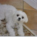 뽀삐뽀삐 이미지