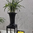 한국춘란 전시회 이미지