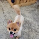 김나현의 묘견생활 이미지