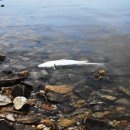 청보리축제장 이미지