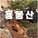 멋진 고양이 | 충남 홍성 용봉산 가성비 등산코스와 고양이 현실 후기