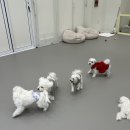 룰루랄라 댕치원 이미지