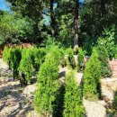 하늘강아지 반려동물 장례식장 이미지