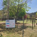 개구쟁이 애견 이미지