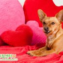 로얄동물메디컬센터w 이미지