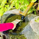 미즈미 | 일본 신사 신기한 물운세뽑기. 미즈미쿠지 水みくじ 체험 후기｜오미쿠지와 다른 점은?