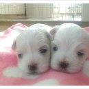 아지&냥이 이미지