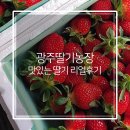 광주농장 | 전남 광주 딸기농장 남구 양촌동 맛있는 딸기 직접 먹어본 리얼 후기