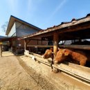 그린닭갈비 이미지