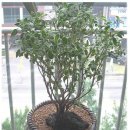 행복나무 이미지