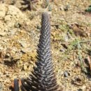 대명농장 이미지