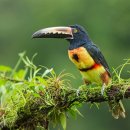 아라곤충 이미지