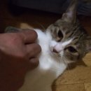 그랑프리식당 네이버블로그