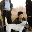 부여애견 이미지