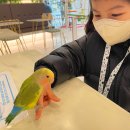 롯데마트 | 부산 앵무새카페 리프패럿 롯데마트광복점 후기 (앵무새분양 가능)