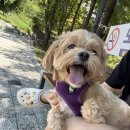 한스애견카페 이미지