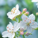 열두보석 이미지