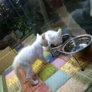 일산 고양이 카페 테이블 에이 비추후기 이미지