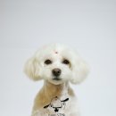 미래펫미용 이미지