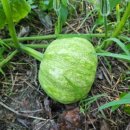 맷돌농장 이미지