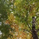 허수아재 이미지