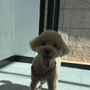 꼬망스펫 이미지