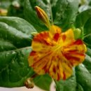 세계약품 이미지