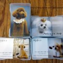 도그이살롱 이미지