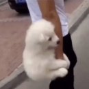 미인브레드 호암로점 이미지
