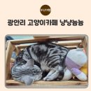 냥냥늉늉 | 광안리 고양이카페 냥냥늉늉 방문후기