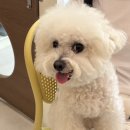 호두미용실 | [대구/달서구] 죽전동 애견미용실 아르몽_ 7월 호두 후기♡