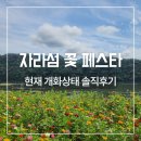 애견세계 | 가평 자라섬 꽃 페스타 축제 기간 애견동반 주차 후기