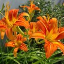 해인향기 이미지