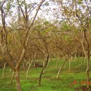 만평농장 이미지