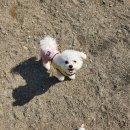 (주)새한정관 - 7199 | 부산 기장 애견동반카페 [장안숲 므로]