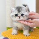 울산 고양이분양 미유펫 이미지