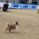 풍산개체육공원 | 4월 3일 안성 KKF챔피언쉽도그쇼 후기 --- 막둥이들의 첫외출