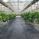 종대농장 이미지