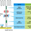AHA(아하) 이미지