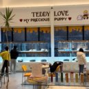 대구강아지분양 테디럽 이미지