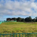 제주의 제주마 이미지