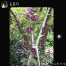 울집무궁화정윈 무궁화루카스나무새싹가지사이 풍년화가지사이에 핀 으아리꽃 달맞이꽃 크레마티스꽃 양달개비꽃 꽃수국피기전봉오리 왜성가우라꽃 이미지