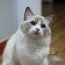 마론도리스(Marondollis) 이미지