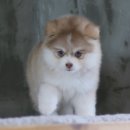 봉산동 강아지 이미지